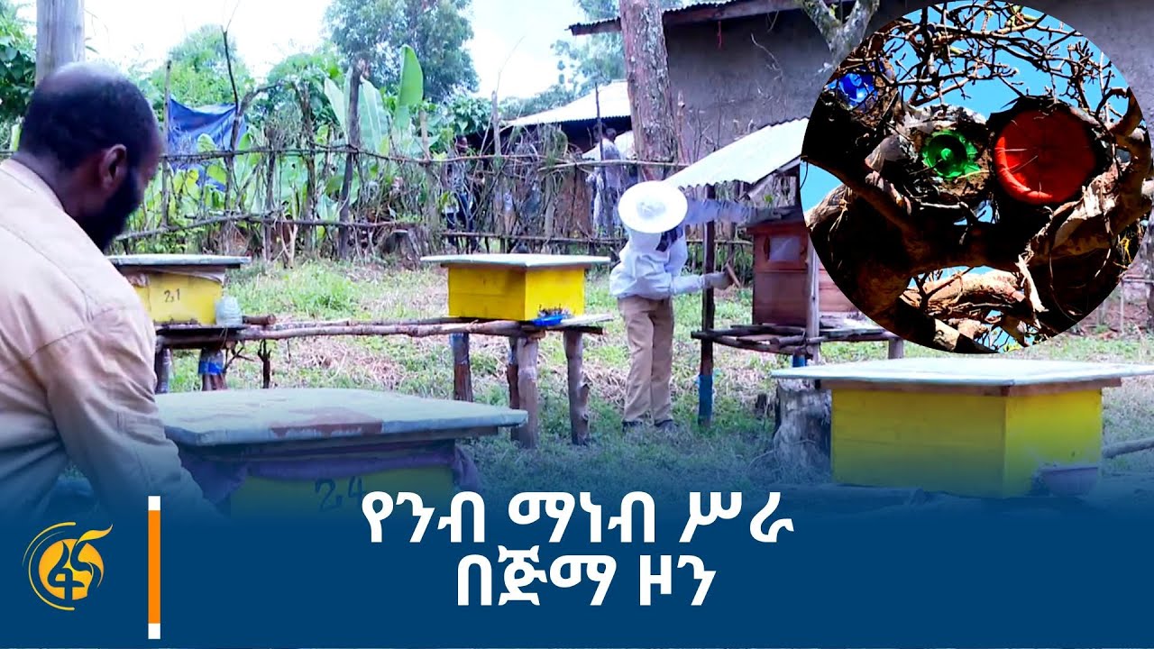 የንብ ማነብ ሥራ በጅማ ዞን