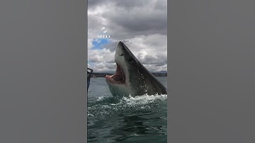 Gigantic Great White Shark Launches Out Of The Water