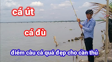 câu cá út, cá đù ở xã lý nhơn, huyện cần giờ điểm câu quá đẹp / young fish, river flounder