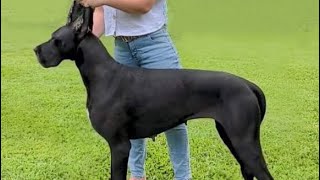 Best of Great Danes | Funny Compilation Video!