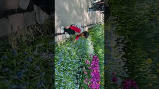 #keukenhof #explorepage #amsterdamvlog #netherlandsvlog #tulipgarden #positiveparenting #toddlers
