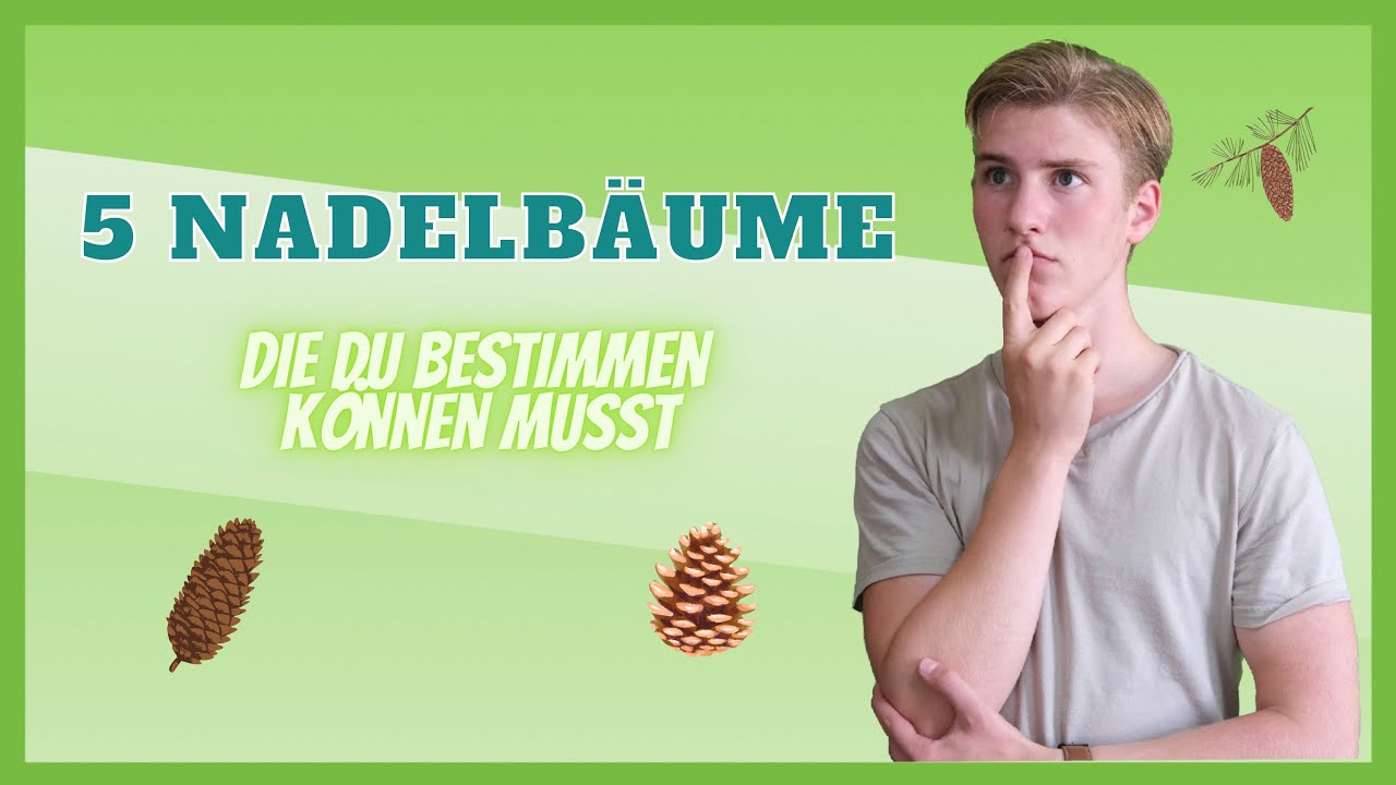 Nadelbaum Des Mittelmeers Mit 5 Buchstaben