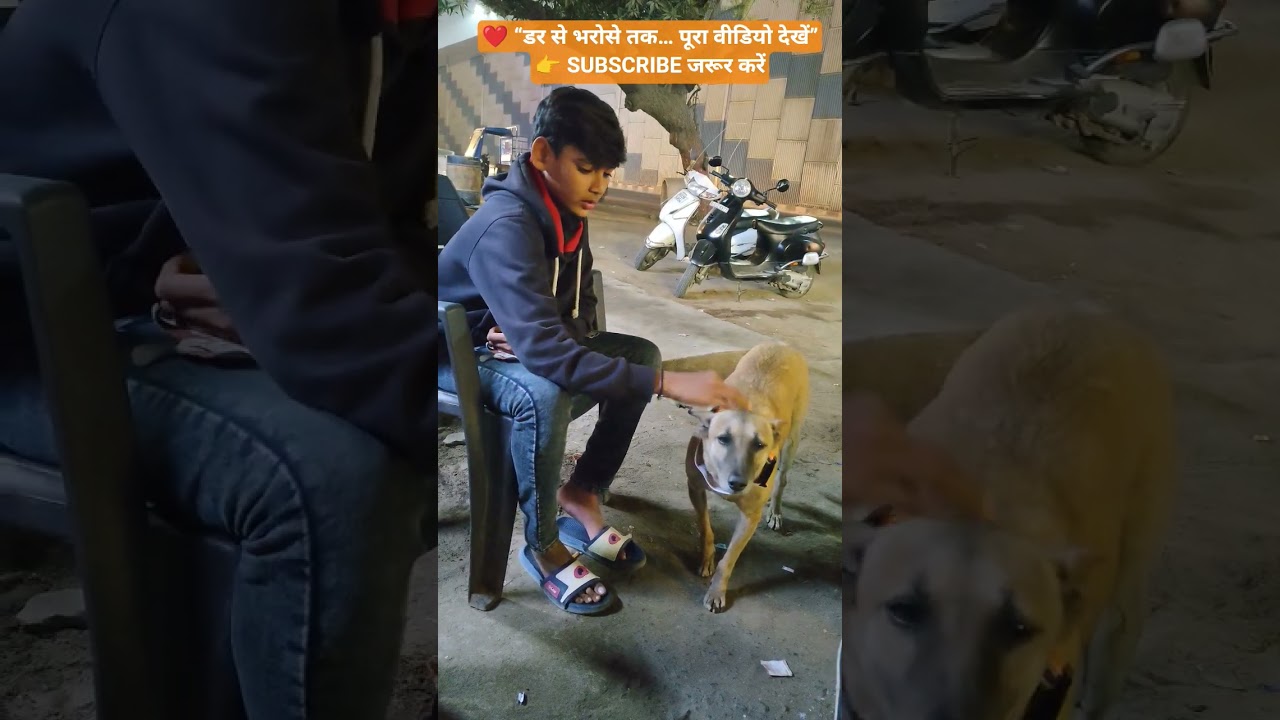 “डॉग के गले में पहली बार पट्टा बाँधा 🐕 ये पल दिल को छू गया ❤️”