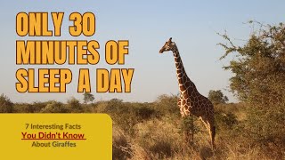 Discover 7 mind-blowing facts about giraffes! 🦒