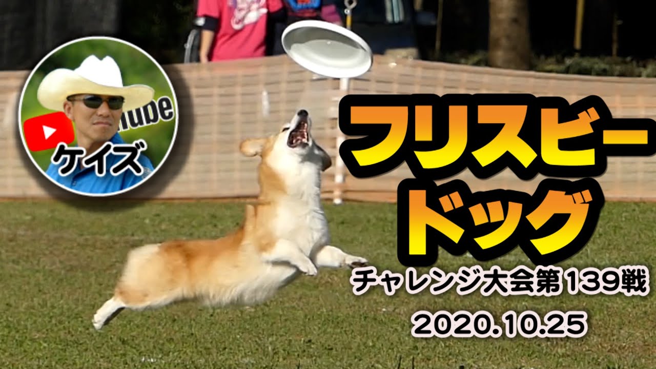 フリスビードッグ選手権 犬好き集まれ Youtube