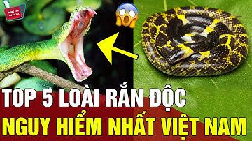 Top 5 loài rắn 