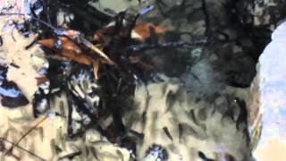 Ocklawaha River Spring, Hog Valley