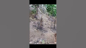 Bẫy chim chích chòe than #birds #shortvideo #shorts