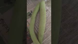 Cucumber 🥒#vegetables #shorts #organic #garden #gardening #short #cucumber #farming #agriculture