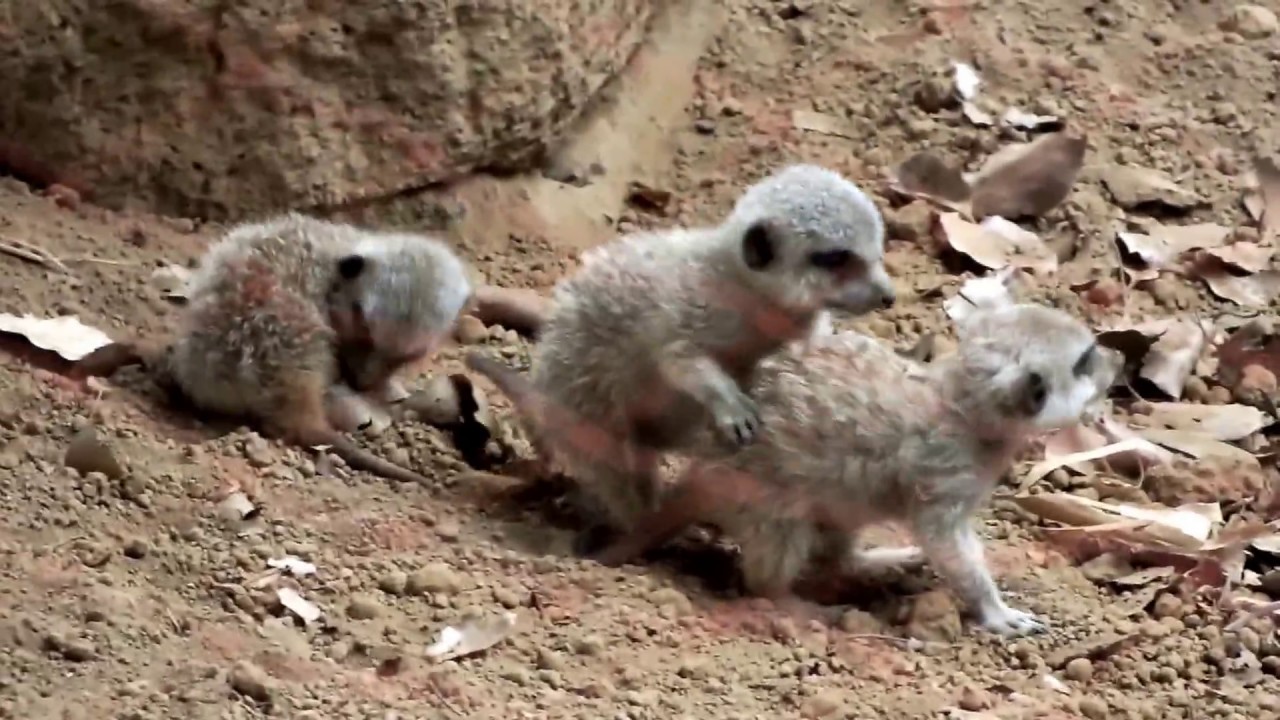 Cute Little Babies Of Meerkat 40 Days After Birth Frolicking 小さくて可愛い 遊ぶ ミーアキャットの赤ちゃんたち 生後４０日 Youtube