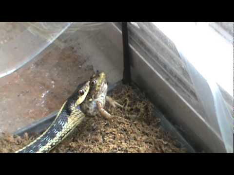 Small Garter Snake Eats Frog