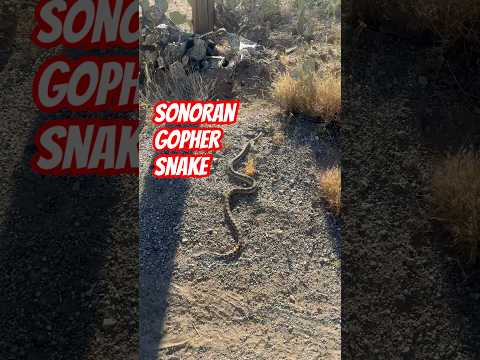 Gorgeous Sonoran Gopher Snake soaking up some morning sun.
