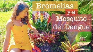 Bromelias y el Mosquito del Dengue