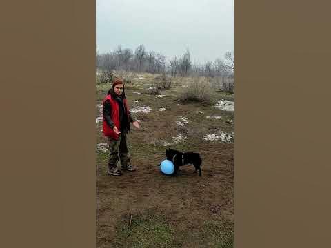 Когда подарили воздушный шарик 🤩 #собака #шипперке - YouTube