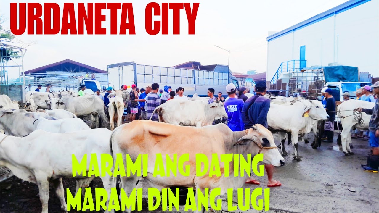 June 09, 2024 Update  Presyo ng Baka sa Urdaneta City Livestock Market in Pangasinan #marketday