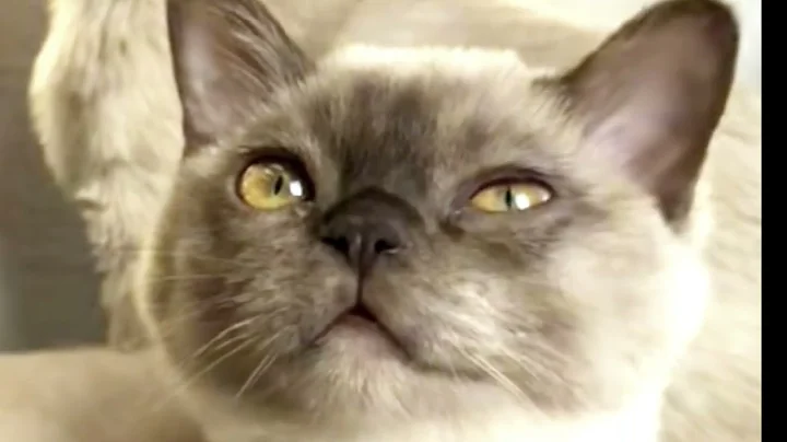 Video 3180771: semi longhair cat, longhair cat breed, asian semi longhair, cat breed animals