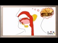 Digestion Dynamics: Exploring Mechanical and Chemical Processes in the Mouth