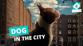 Big Dog in the City | Pixlr E