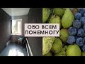 Вырастут ли перцы // Дела во дворе// Доделала тумбу // Обои не доклеила