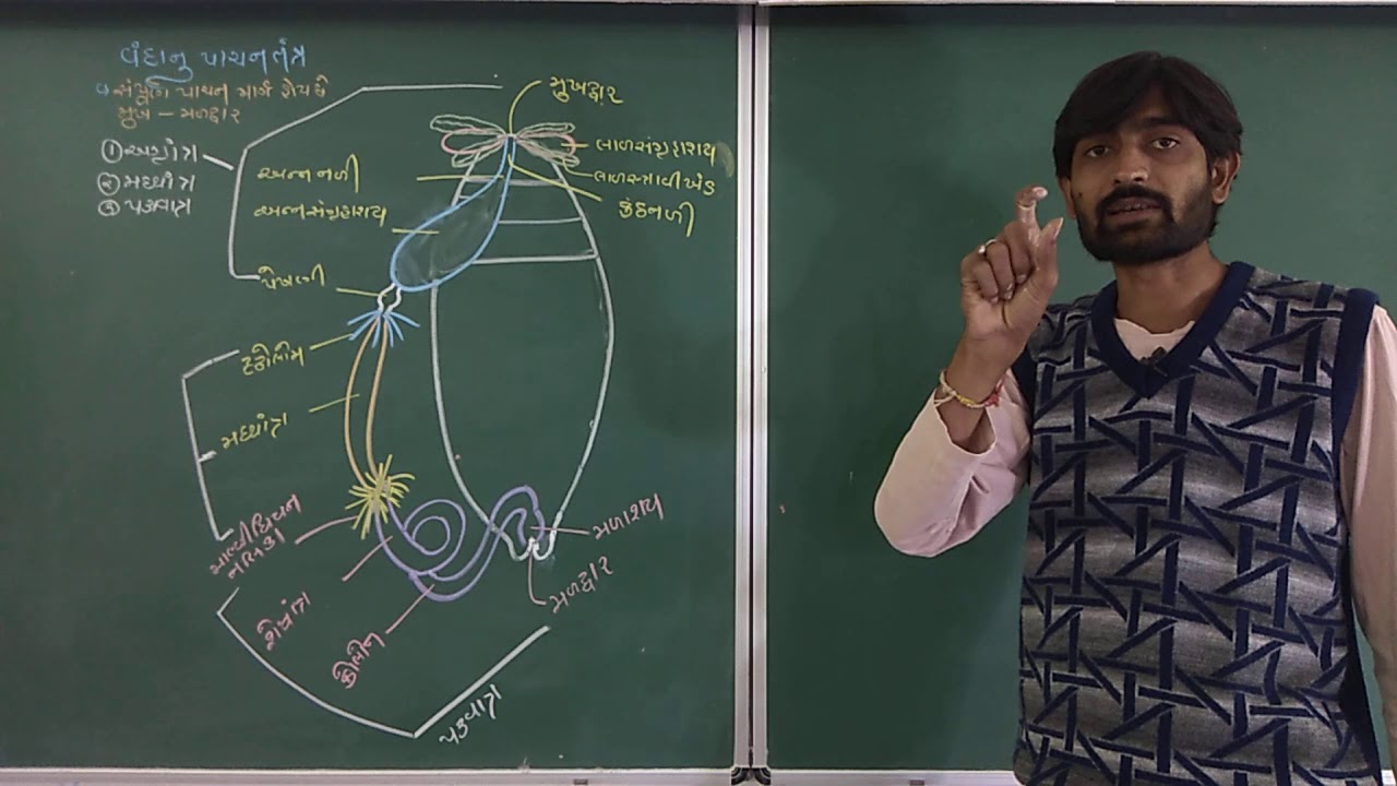 BIOLOGY STD 11 CH 07 L 18 COCKROACH DIGESTIVE SYSTEM