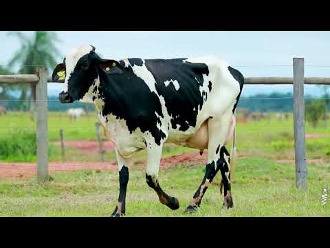 LOTE 17 - REM1061 - Novilha Girolando 1/2 HOL + 1/2 GIR à venda à venda no 12º GIR E GIROLANDO