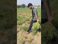 Nature Beauty || beautiful nature || Agriculture || Farming || Crops and Croping || greenery ||