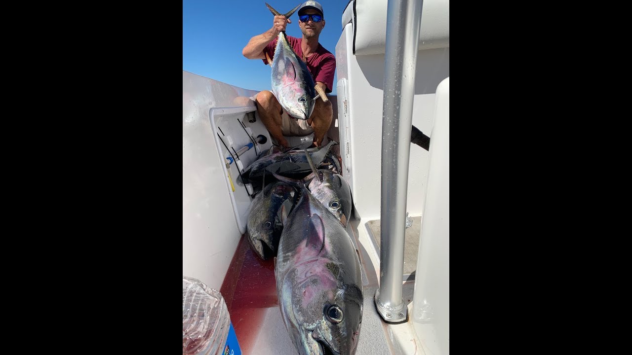 Yellowfin Tuna And Skipjack Tuna Fishing Out Of San Diego Fishing Live Bait
