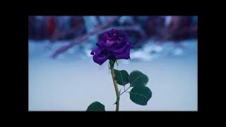 Violet Rose - Oster Project