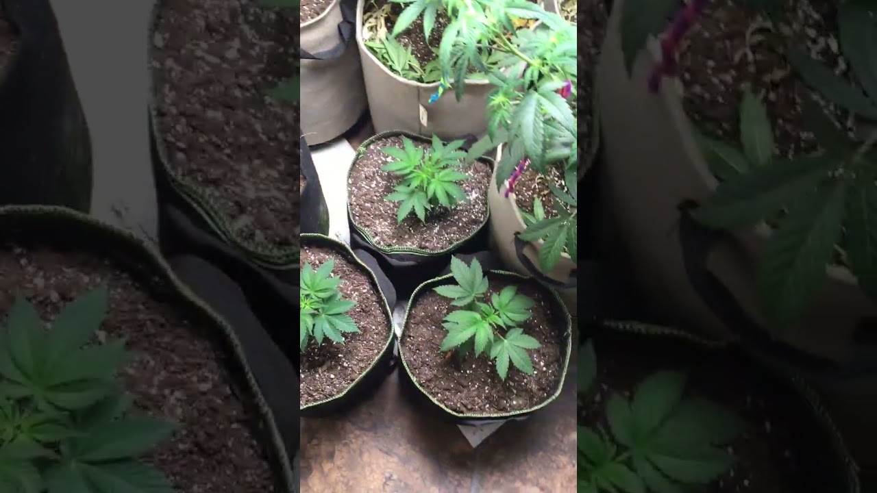 Low stress training a auto flower in flower ?