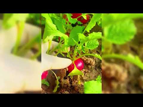 UNIQUE TECHNIQUE! SECRET PROCESS TO FERTILIZE CABBAGE FOR RARE GIANT GROWTH