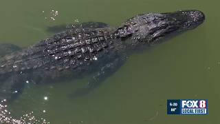 Louisiana expands alligator hunt as population swells to 3 million