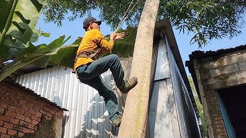 Cưa  cây  tràm  bông  vàng  nghiên  vào  nhà  .Cưa cây  kỷ thuật cao