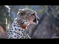 Kings, cubs &amp; carcasses - SafariLIVE Sunrise - 21 June 2026