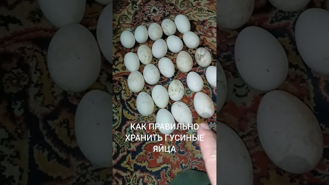 Как правильно хранить гусиные яйца #жизньвдеревне #подпишись