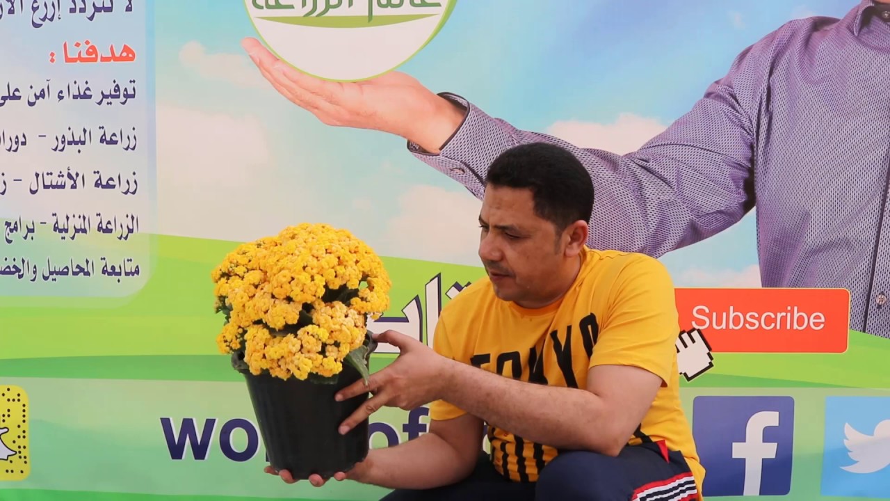 كيفية العناية بنبات الكلانشوا kalanchoe و طريقة إكثاره | كيف تجعل نبات الكلانشو عندك افضل من المشاتل