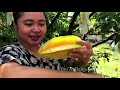 Panen Buah Belimbing  di Belakang Rumah - Starfruit / Carambola