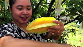Panen Buah Belimbing  di Belakang Rumah - Starfruit / Carambola