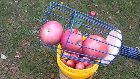 Picking Apples With The New Apple Picker