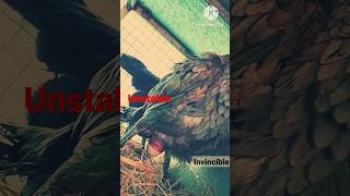 Kodikastam Atozvlogs999, Egg, , Shorts