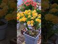 Natural life happy love life and love growing flower #shorts #garden #plants #gardening