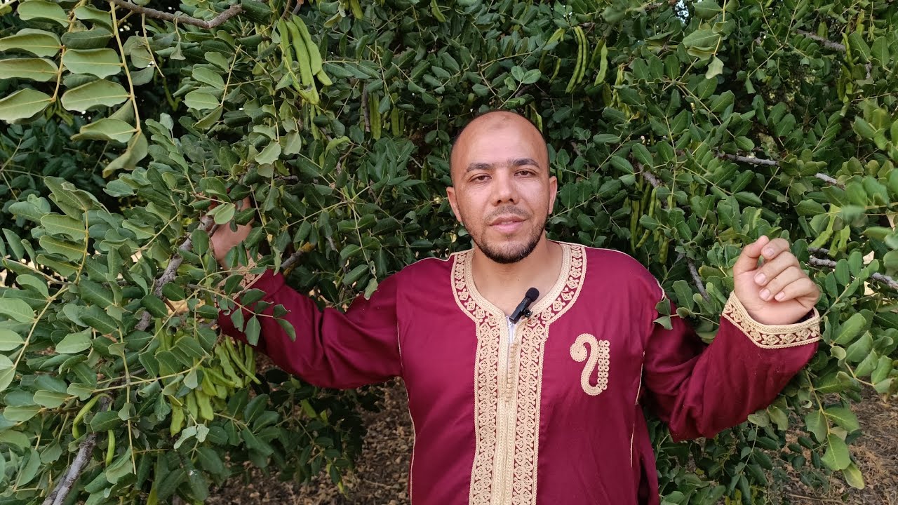 الشجرة 🌲 المباركة ☺️💪