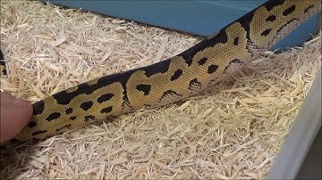 1 2020 Male Leopard Clown het VPI Axanthic Ball Python