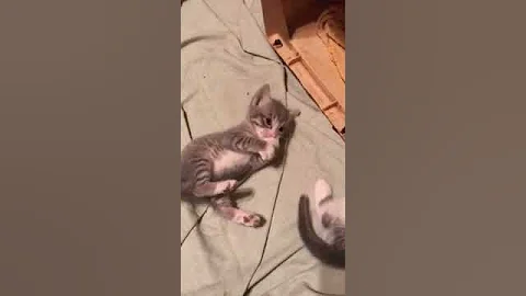 kitten
