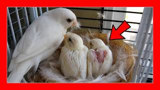 🐣 CRÍAS de CANARIO: Problemas MÁS COMUNES y cómo evitarlos