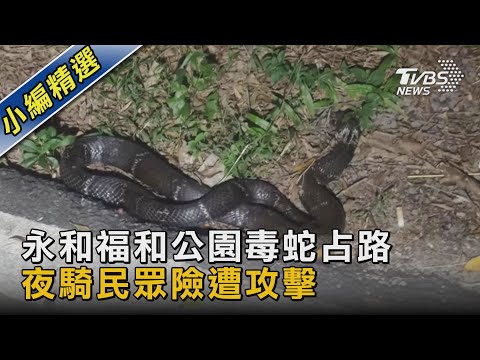 福和公園有1米半眼鏡蛇 占路作勢攻擊 民眾夜騎驚嚇｜TVBS新聞