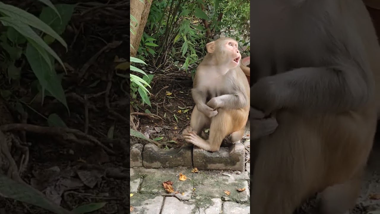 indian breed monkey cute innocent monky