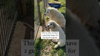 Watch 2 Great Pyrenees Livestock Guardian Dogs Work Together To Protect Goats #greatpyrenees #goats