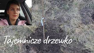 Szpital, nowe leki i nowe drzewka...  VLOG