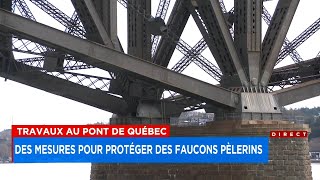 Travaux au pont de Québec: des mesures pour protéger des faucons pèlerins  Reportage