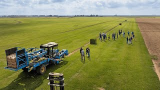 Woerner Farms - Cobalt Hybrid St. Augustine Field Day 2024